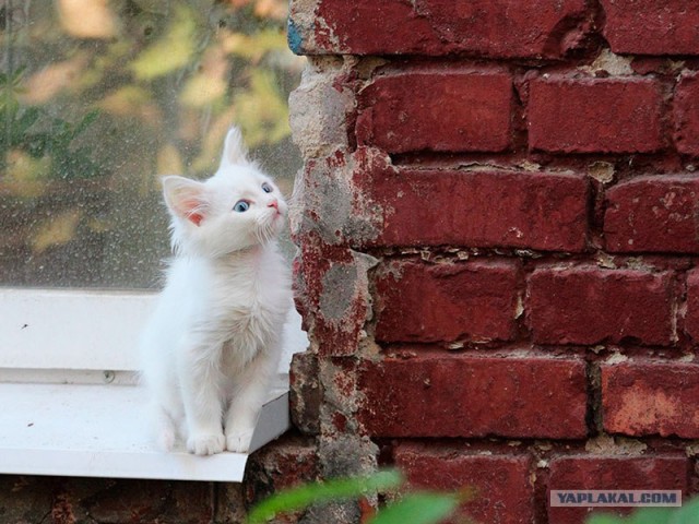 Котовторник   5.06.2012
