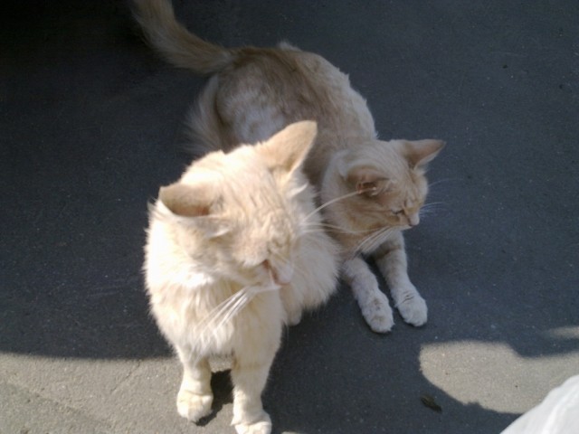 Котовторник 07.08.2012