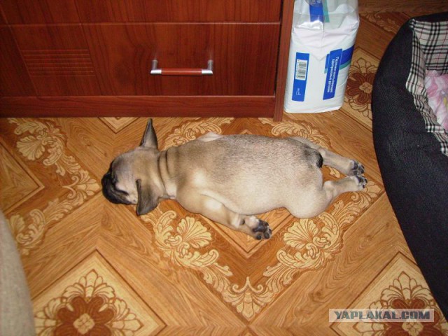 Собаки, которые попали в кадр в самый неожиданный для них момент