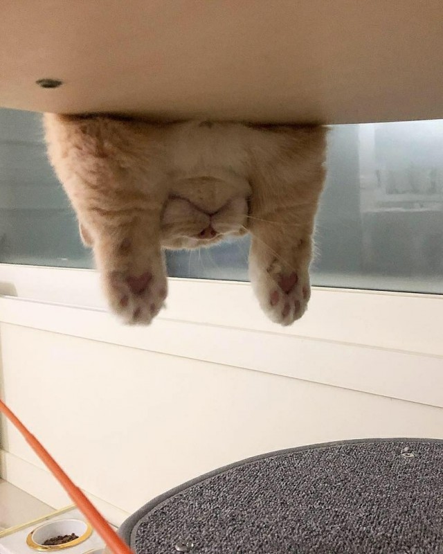 Прикольных котов пост