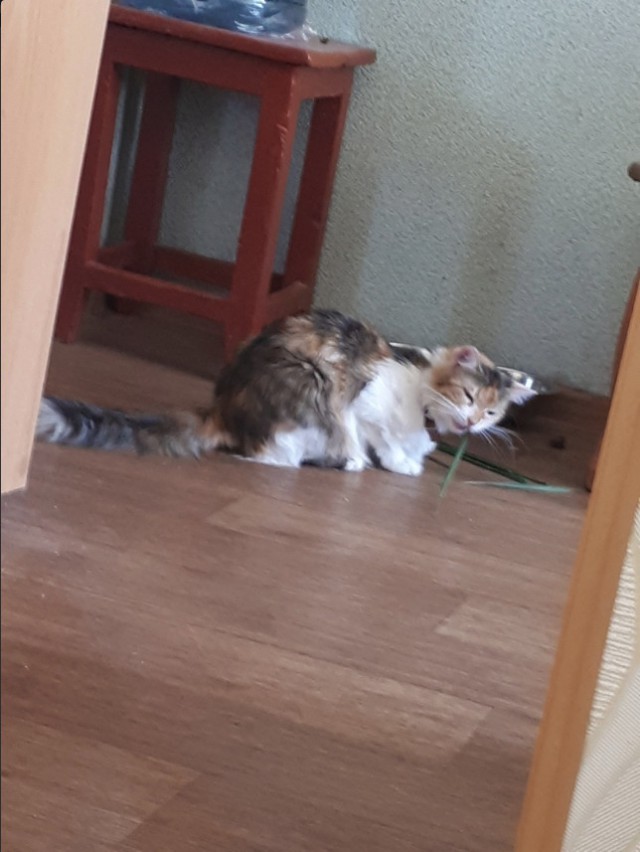 Забавные фото котеек