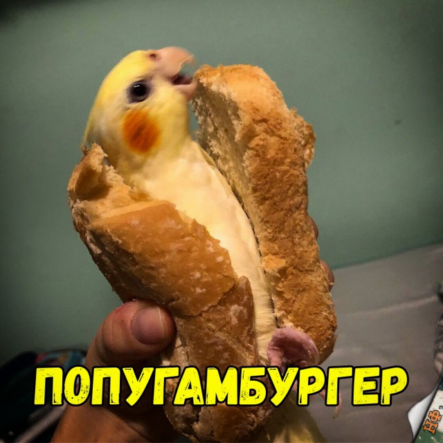 Нестандартный юмор