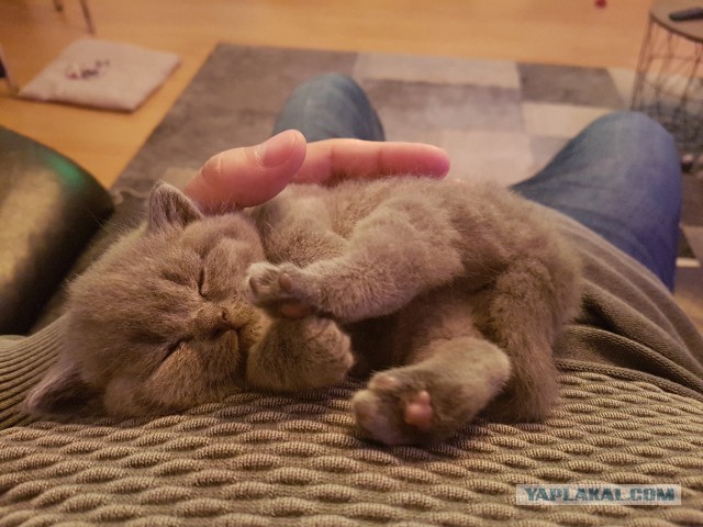 Почему НЕ стоит покупать котят у заводчиков