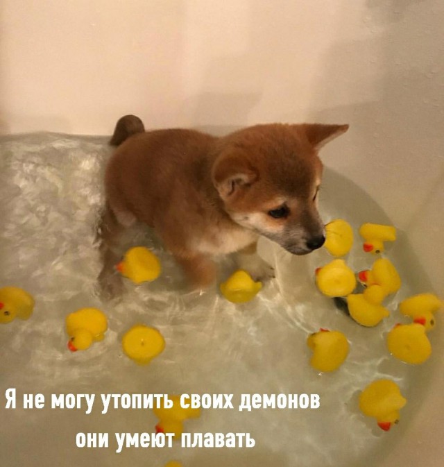 Живность из сети