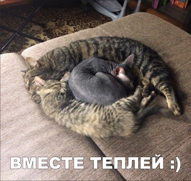Забавные фото котеек