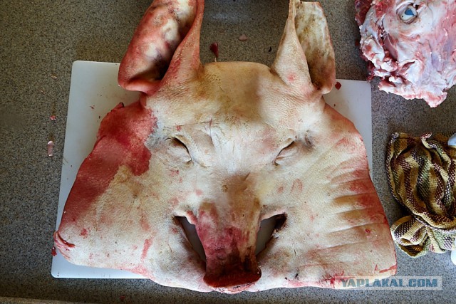 Уголок гастронома... Porchetta di Testa.