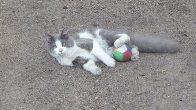 Котовторник! начнем? 04.06.19