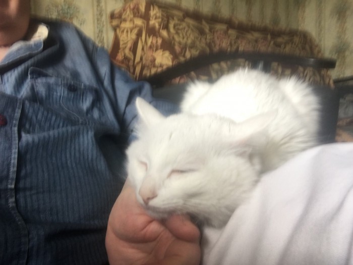 Глубокий сон кота, который чувствует себя в полной безопасности
