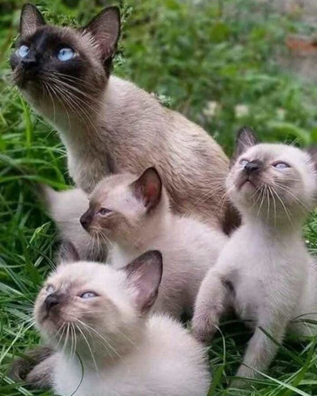 Котовторник однако
