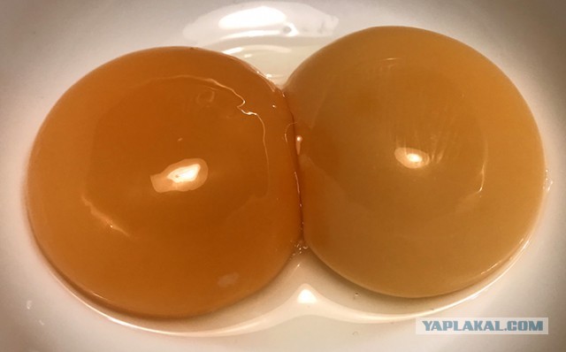 FAQ  по 100% ангажированию очаровательной особы для приятного времяпрепровождения. Кулич