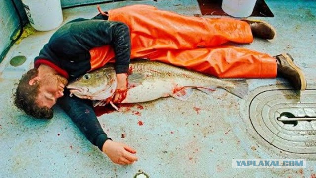 В Норвегии испугались «русских лососей»