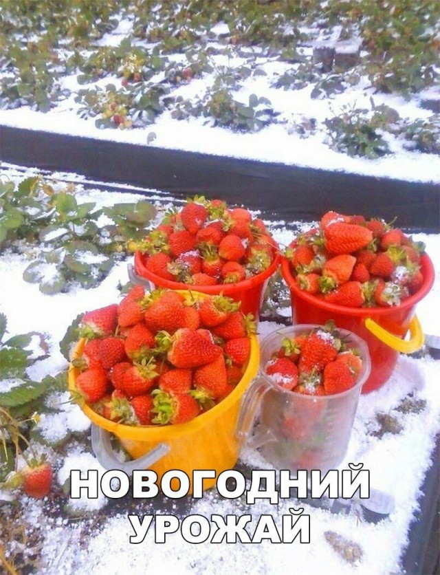 Чуток картинок 13.06.20