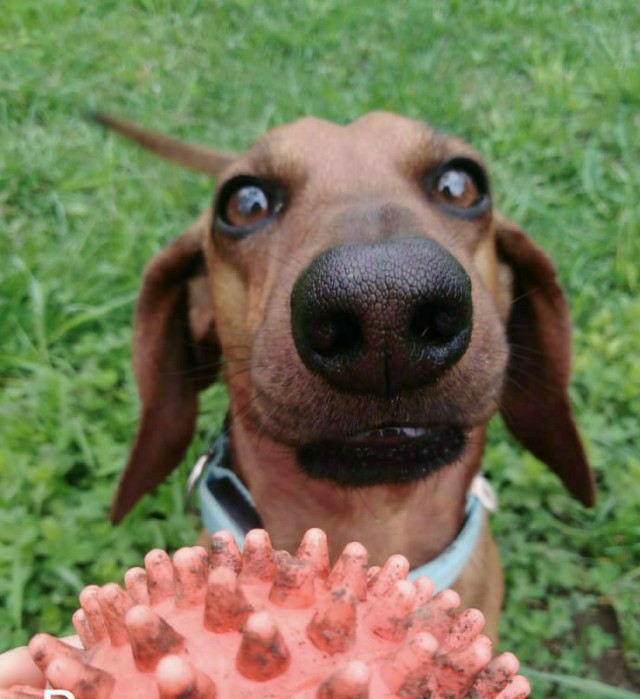 Победители конкурса фотографии Comedy Pet Photo Awards 2020