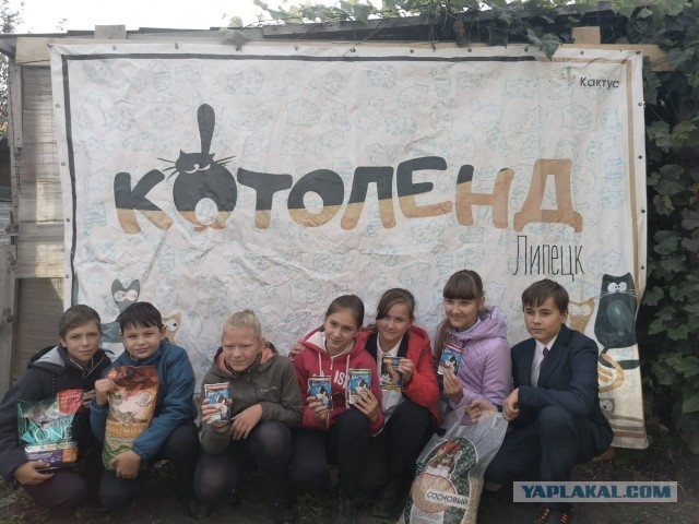 Жизнь домашнего приюта "Котоленд" 252