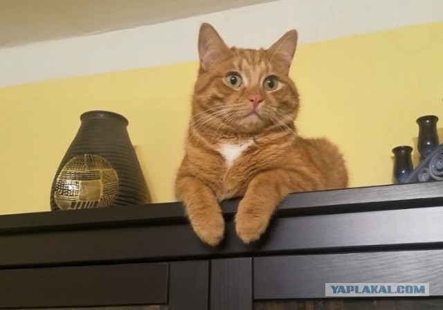 Кот с самым недовольным лицом