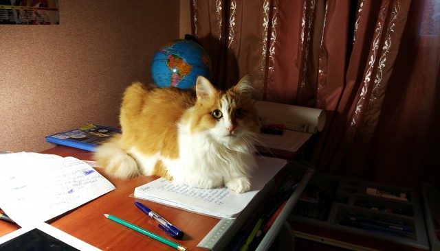 Котовторнику посвящается