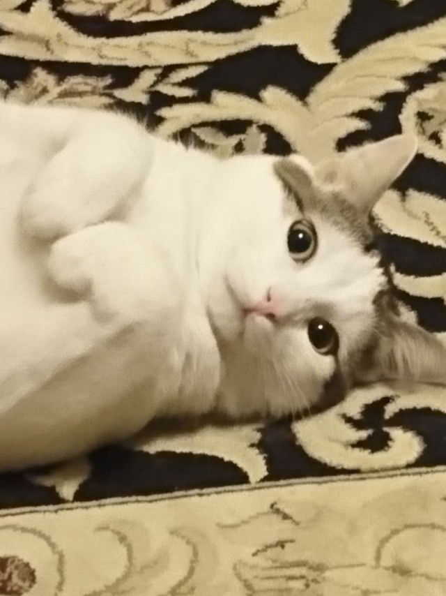 Котовторнику быть!