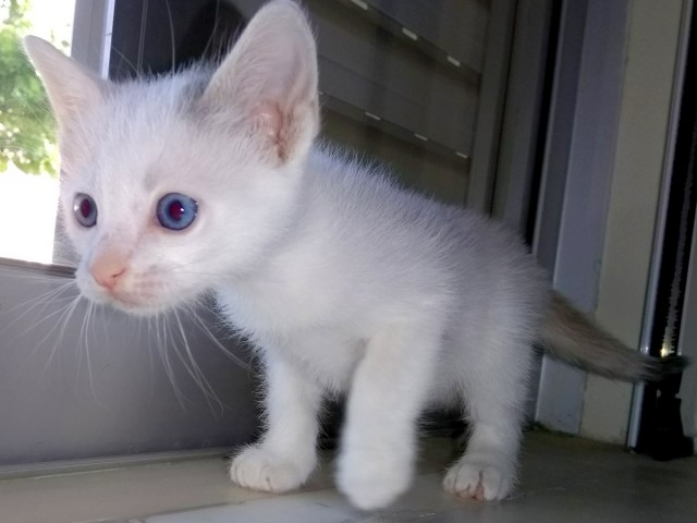 Даешь котовторник!