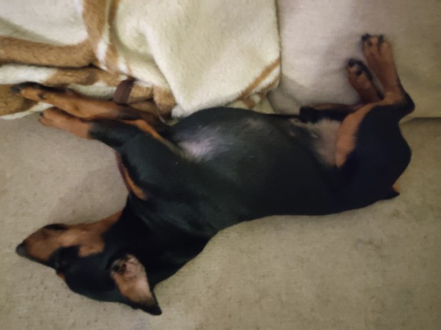 Собачий четверг же