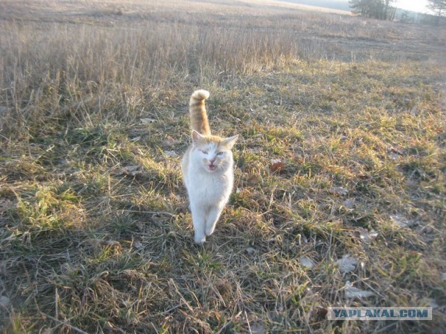 Жизнь домашнего приюта для котеек 386