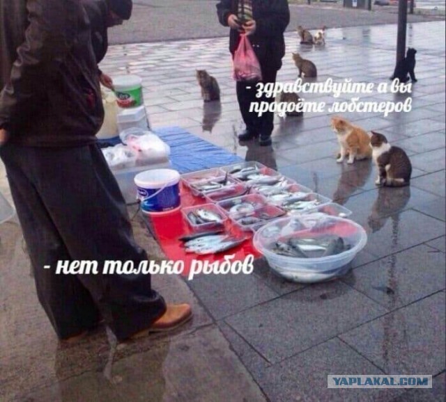 Изготовление рыбов