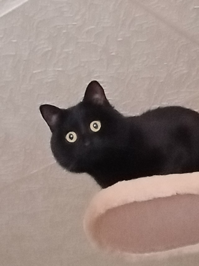 Котовторник. Кошка по имени Овца!