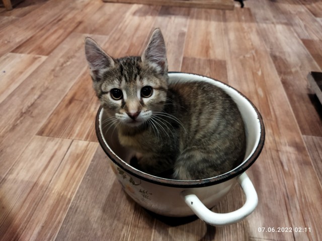 Кот д’Ивуар