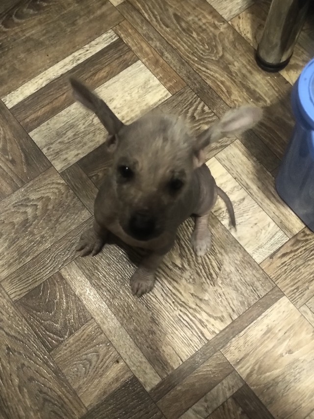 Закончу собакочетверг