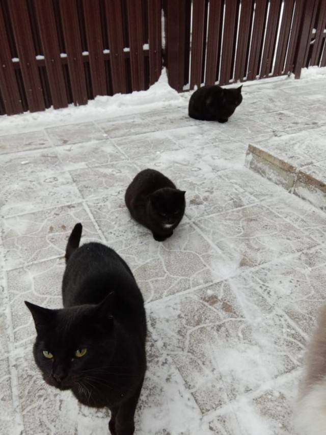 Сегодня День защиты черных котов!
