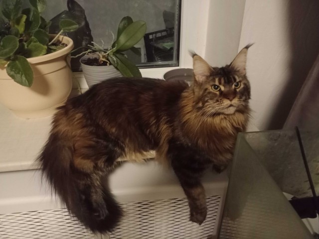 К котовторнику