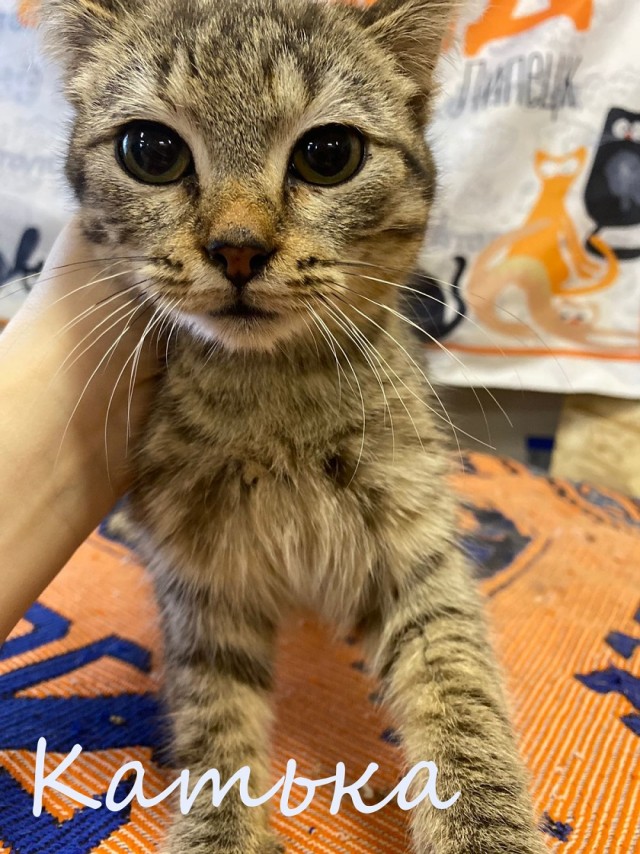 Жизнь домашнего приюта "Котоленд" 377