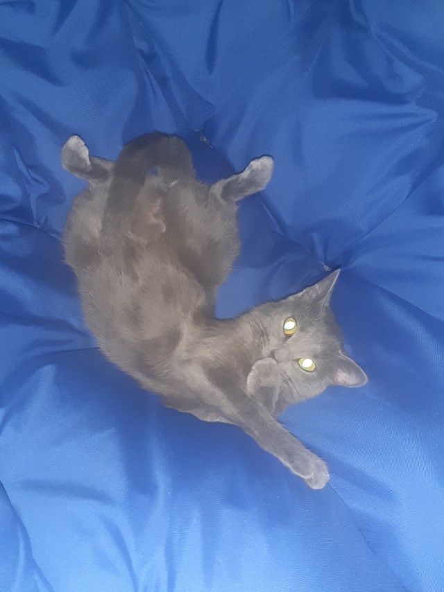 Котовторник