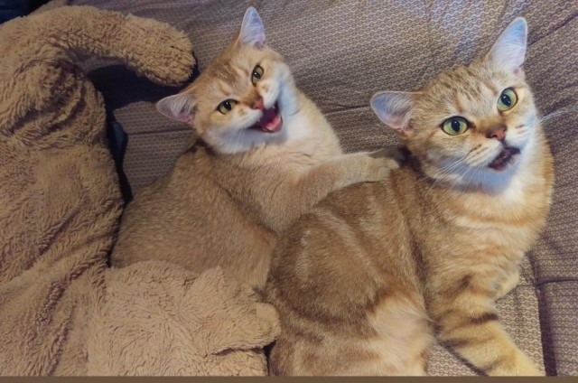 Котофторниг