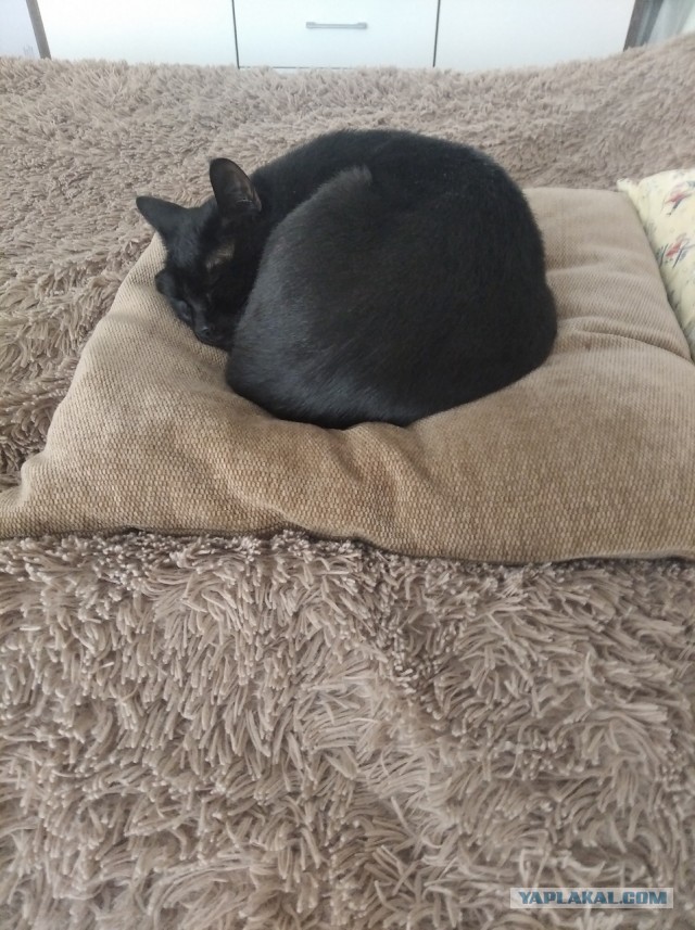 Начинаем котофторник?