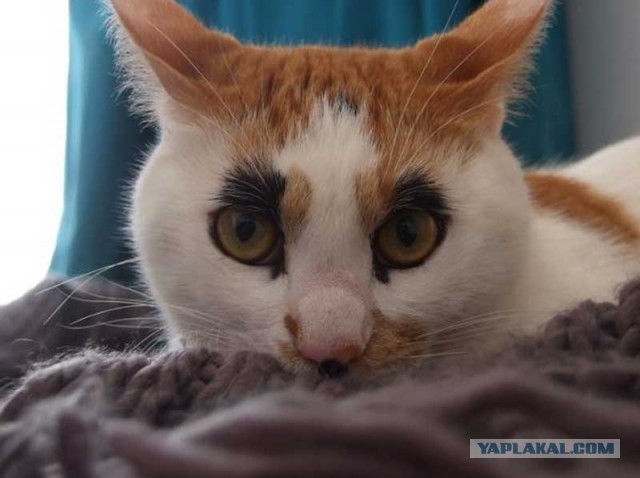 Знакомьтесь, это моя кошечка, зовут Япа