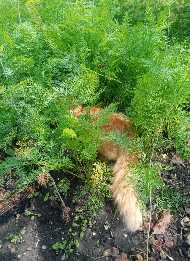 Кот Сырник