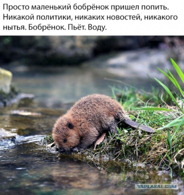 Народная меДИЧина 5011