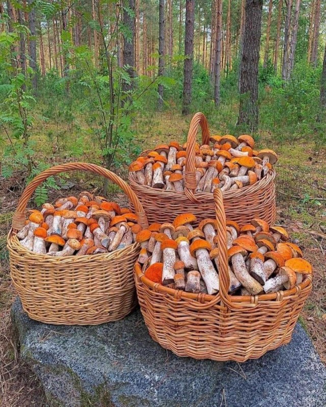 Вот зачем столько грибов?