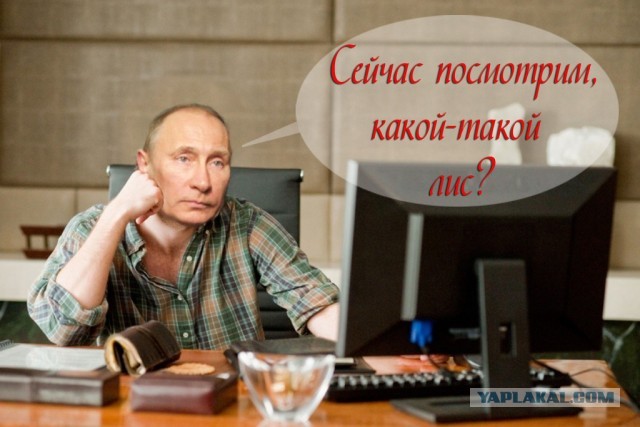 Грустный какойто, на лиса  похож