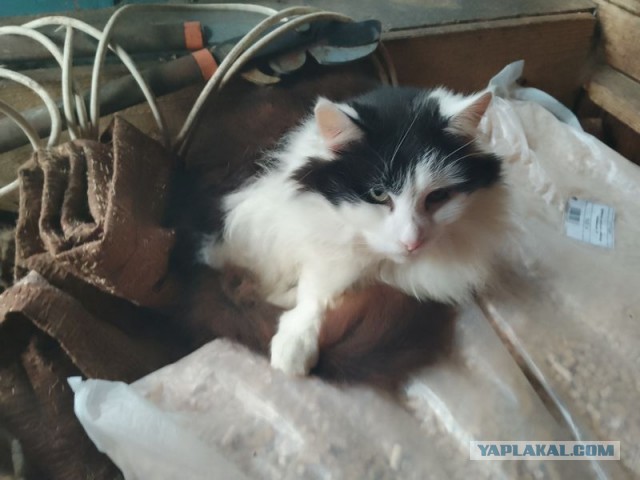 Жизнь домашнего приюта для котеек 464