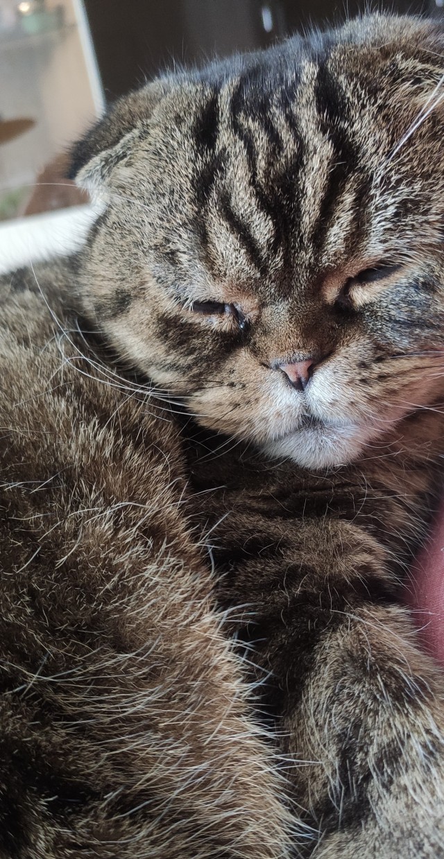 Коты, которые работают на заводах