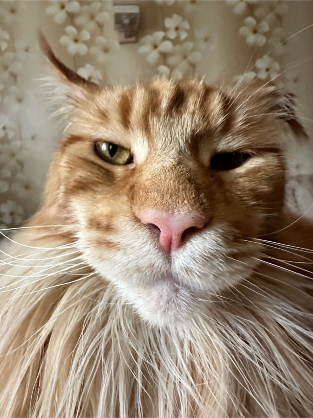Мэйн-кун!  Котовторнику посвещается!