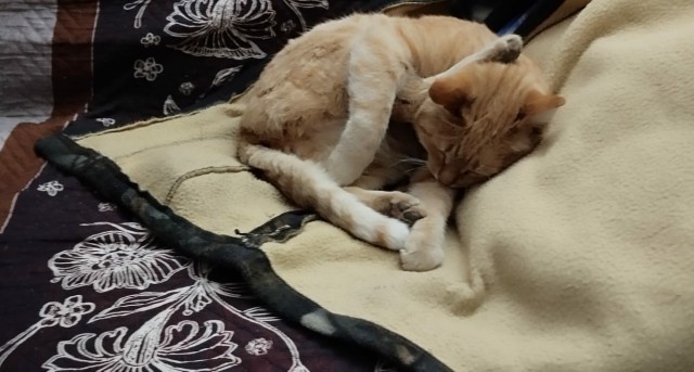 Васька устал