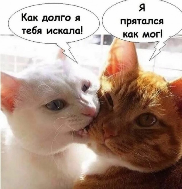 Котовторник в картинках