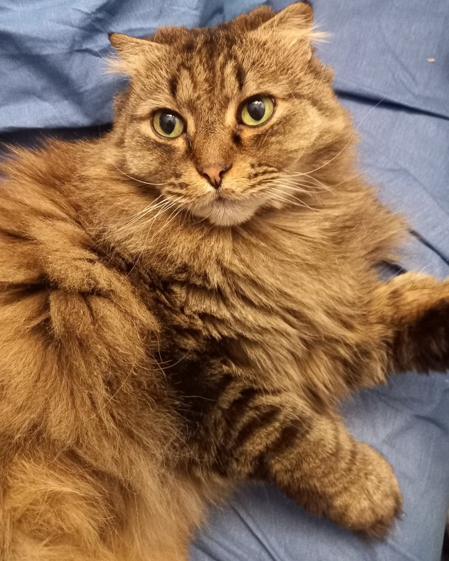 Котовторник в картинках