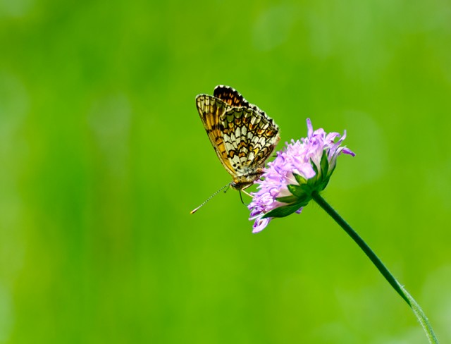 Немного летнего макро