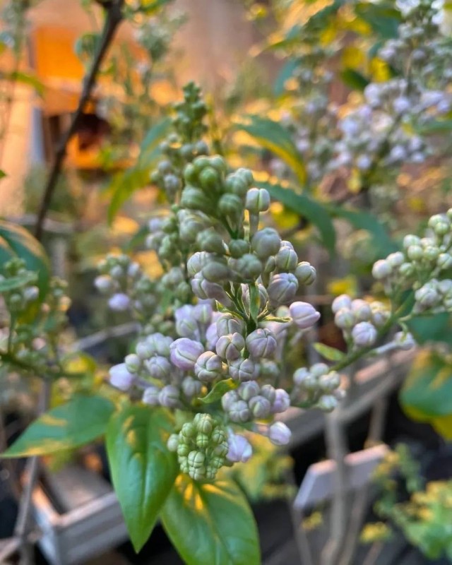 В Аптекарском огороде уже расцвела сирень