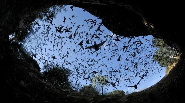 Малышки из пещеры Бракен – ценность местных фермеров и чудо природы