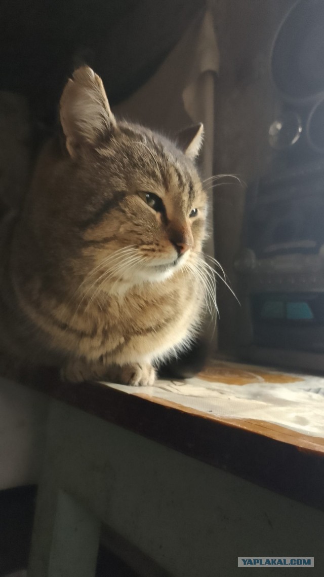 Мой котеич