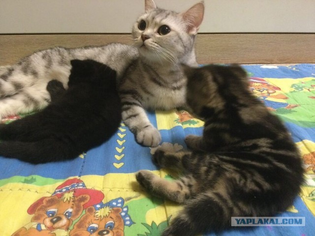 Совпало с котовторником.